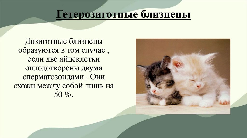 Гетерозиготные близнецы