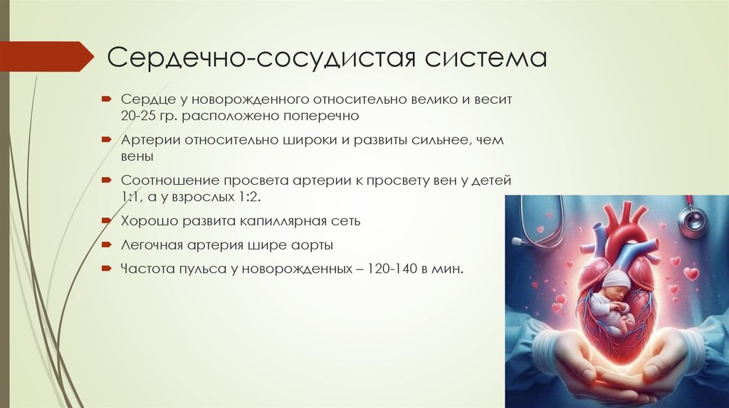 Сердечно-сосудистая система