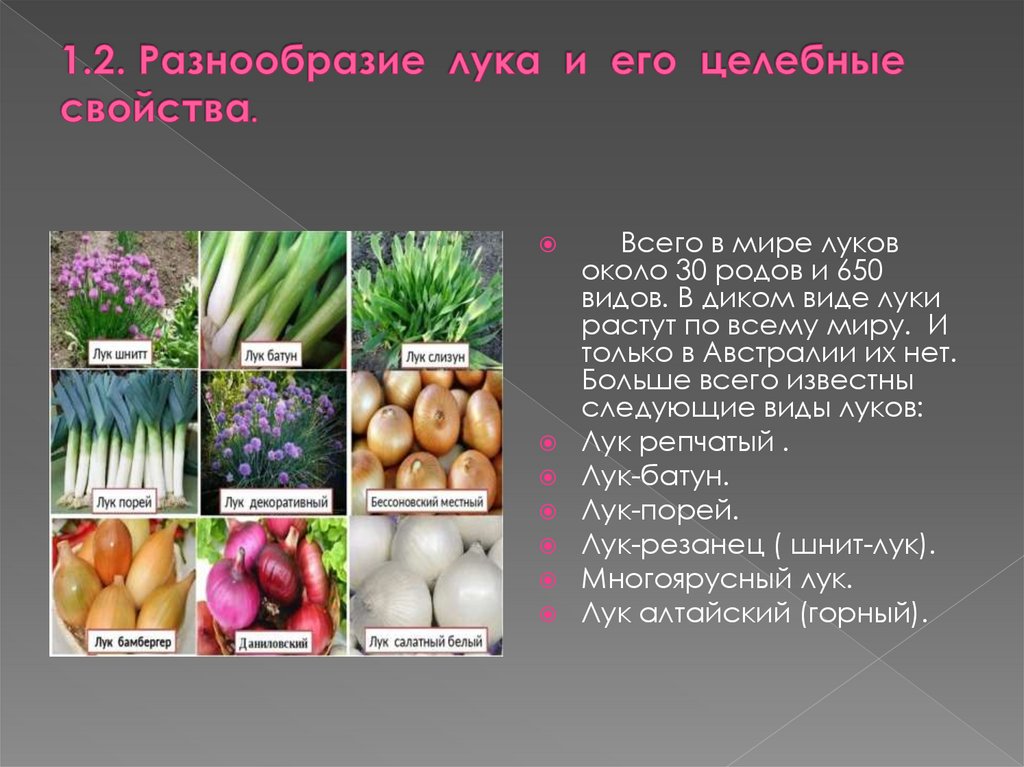1.2. Разнообразие лука и его целебные свойства.