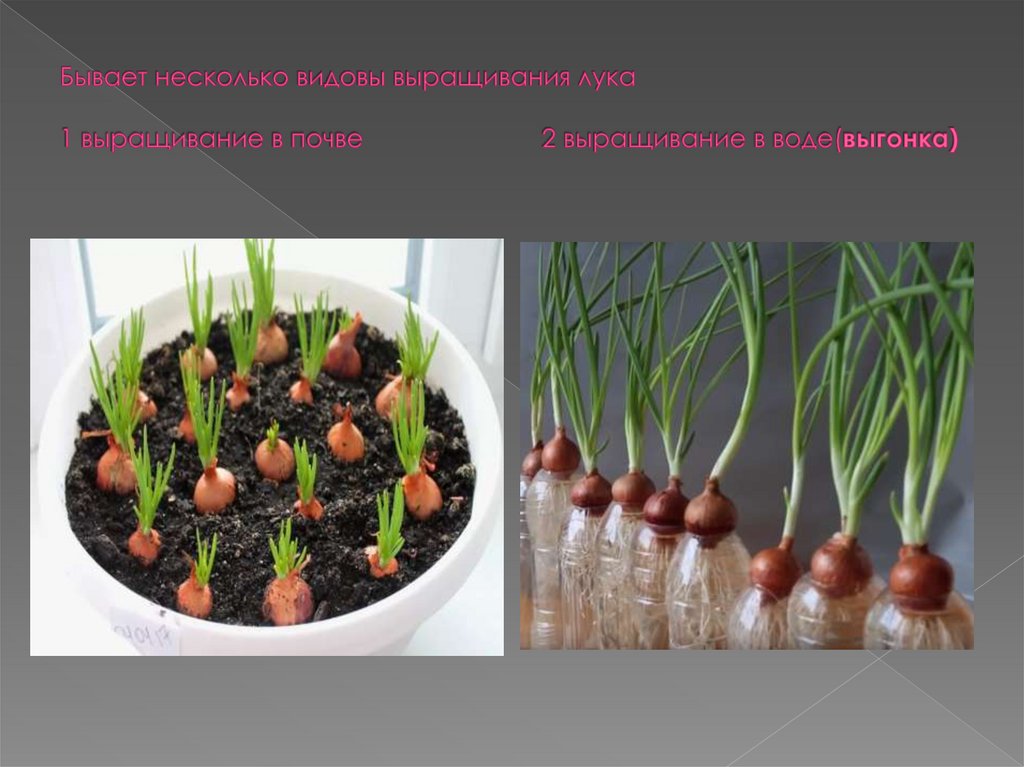 Бывает несколько видовы выращивания лука 1 выращивание в почве 2 выращивание в воде(выгонка)