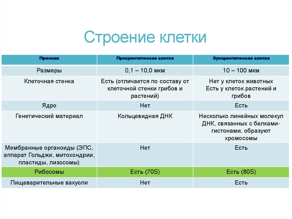 Строение клетки