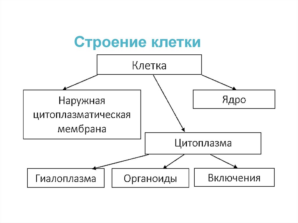 Строение клетки
