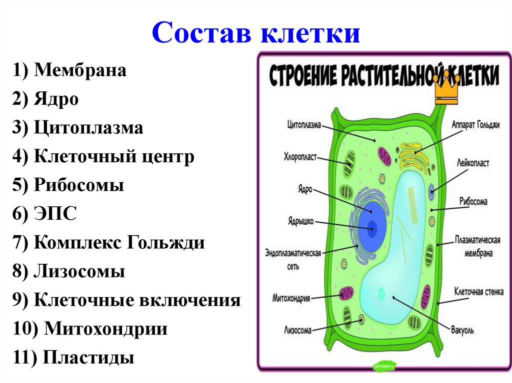 Состав клетки