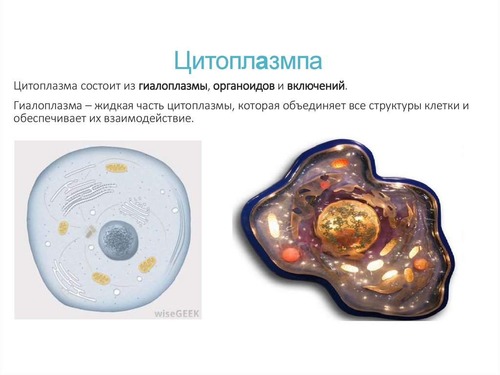 Цитоплазмпа