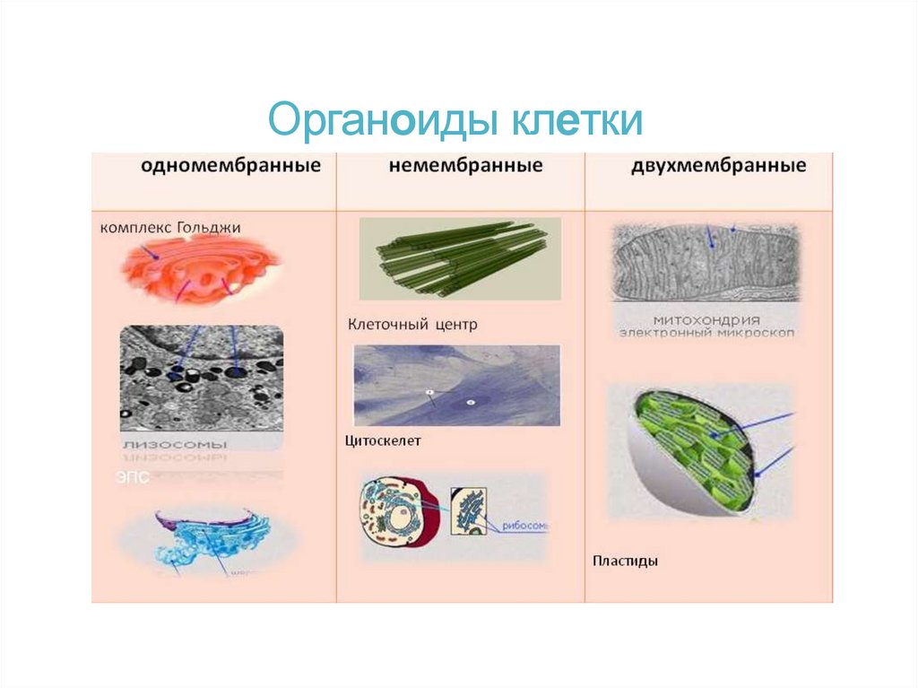 Органоиды клетки