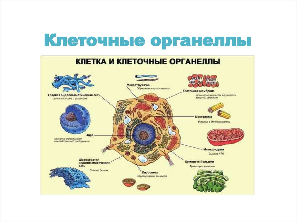 Клеточные органеллы