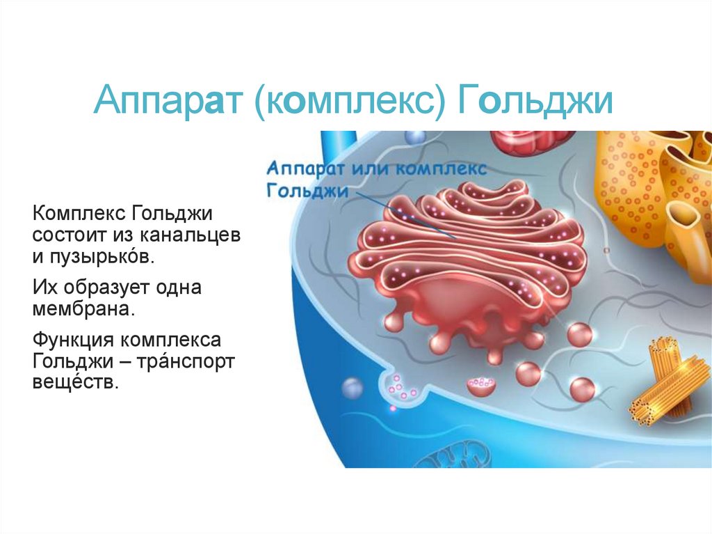 Аппарат (комплекс) Гольджи