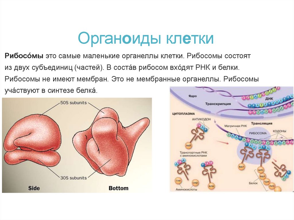 Органоиды клетки
