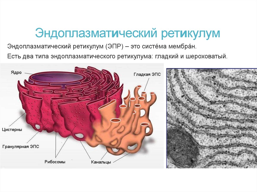 Эндоплазматический ретикулум