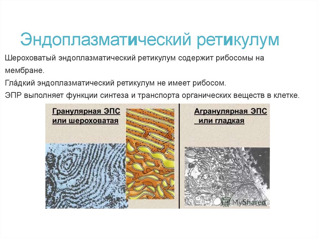 Эндоплазматический ретикулум