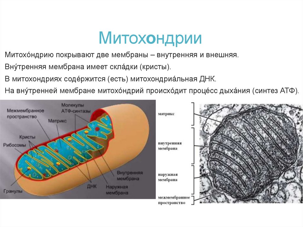 Митохондрии
