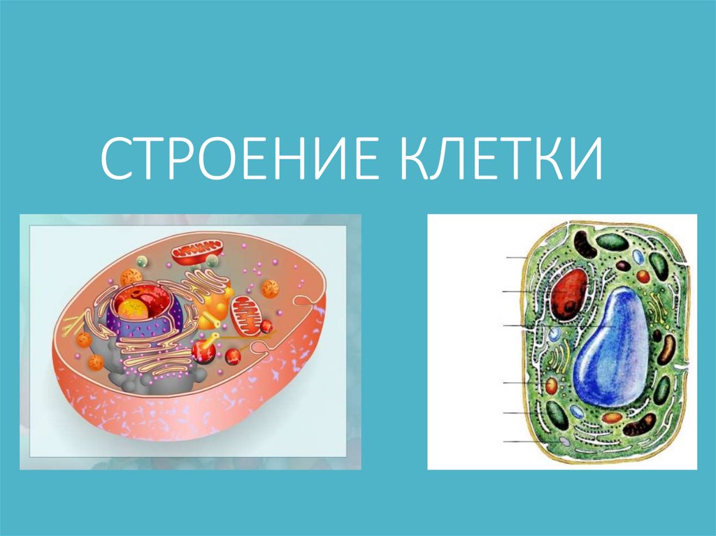 СТРОЕНИЕ КЛЕТКИ