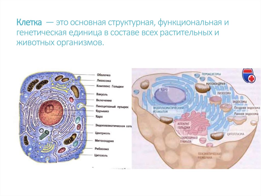 Клетка — это основная структурная, функциональная и генетическая единица в составе всех растительных и животных организмов.
