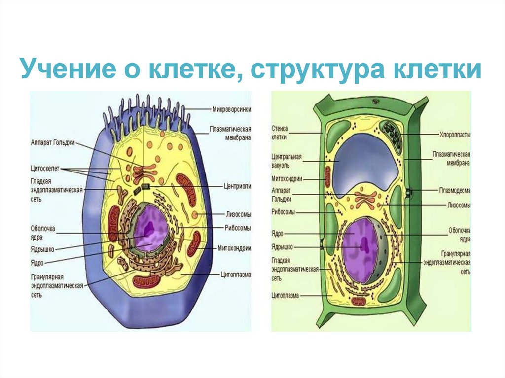 Учение о клетке, структура клетки