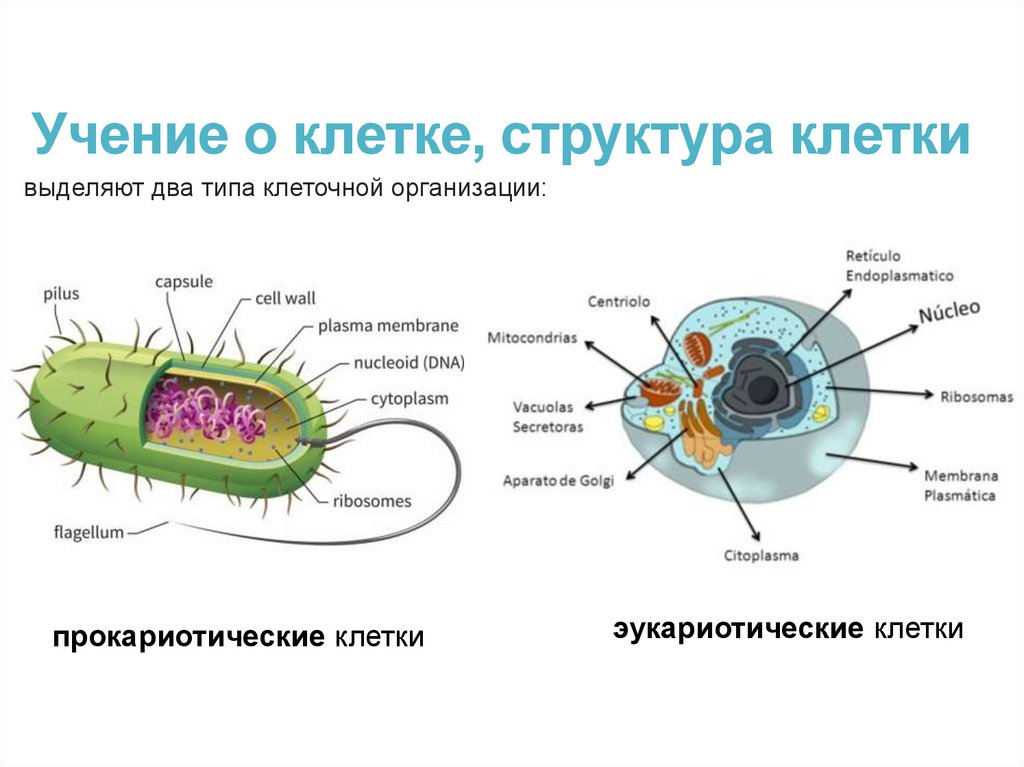 Учение о клетке, структура клетки