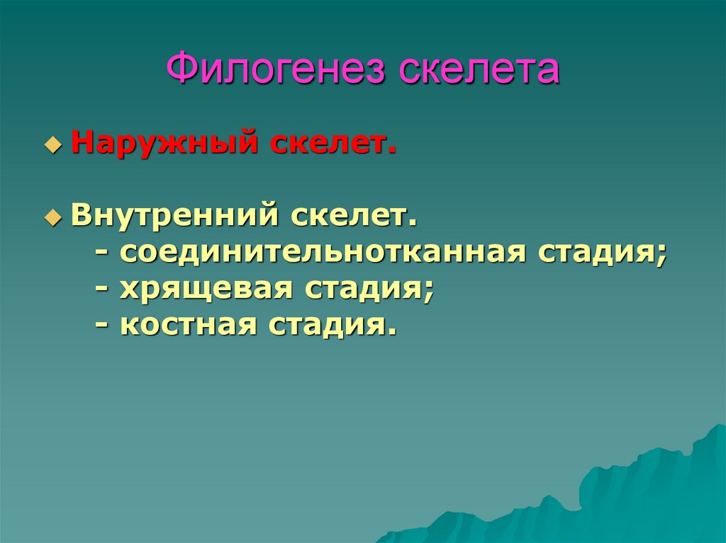 Филогенез скелета