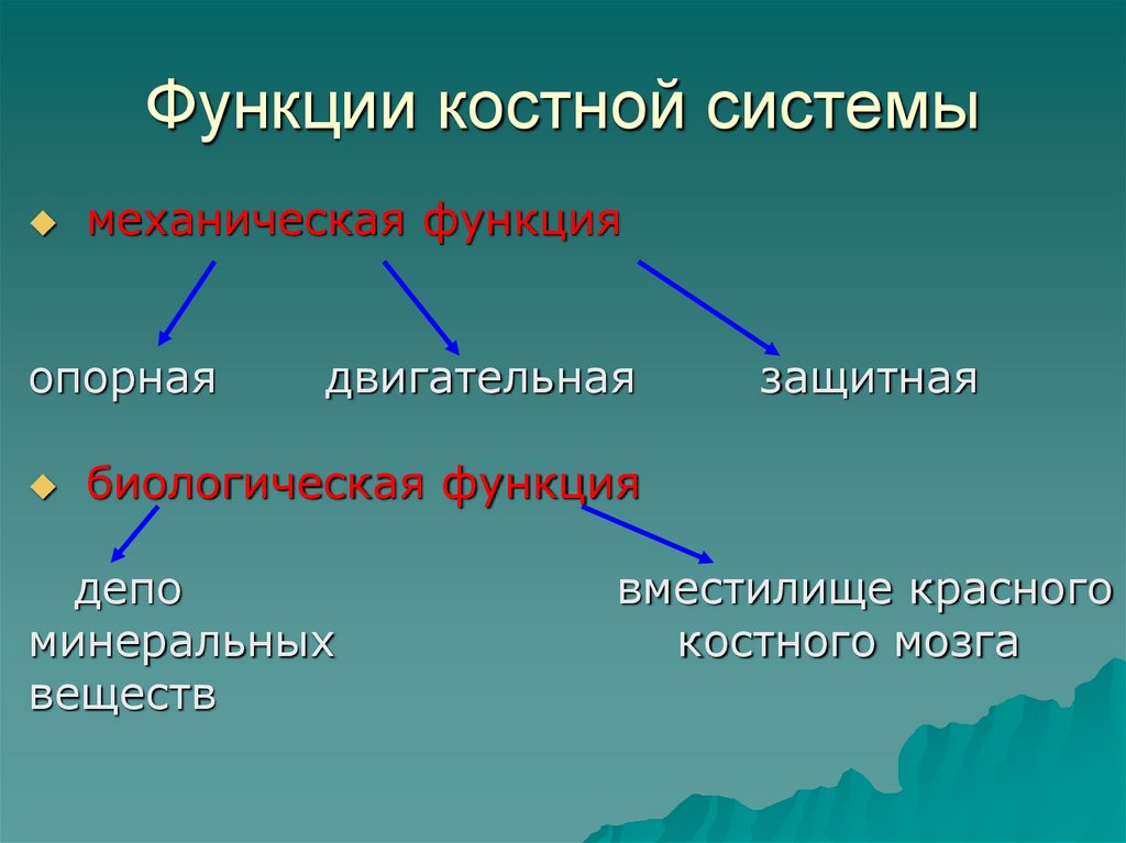 Функции костной системы