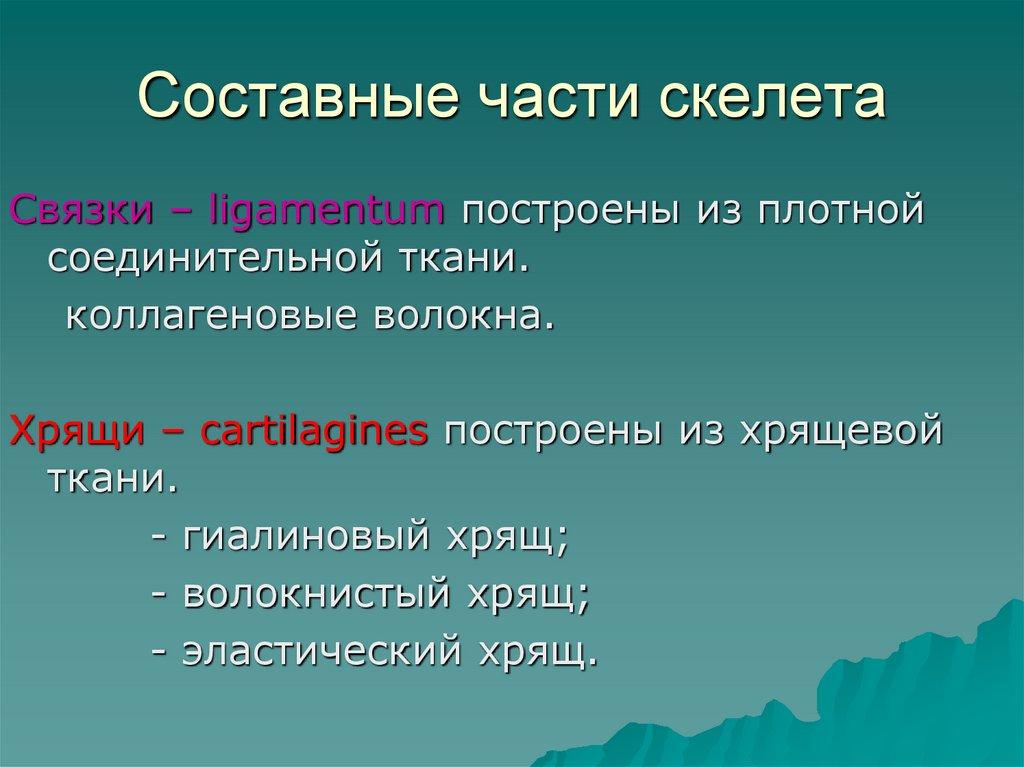 Составные части скелета