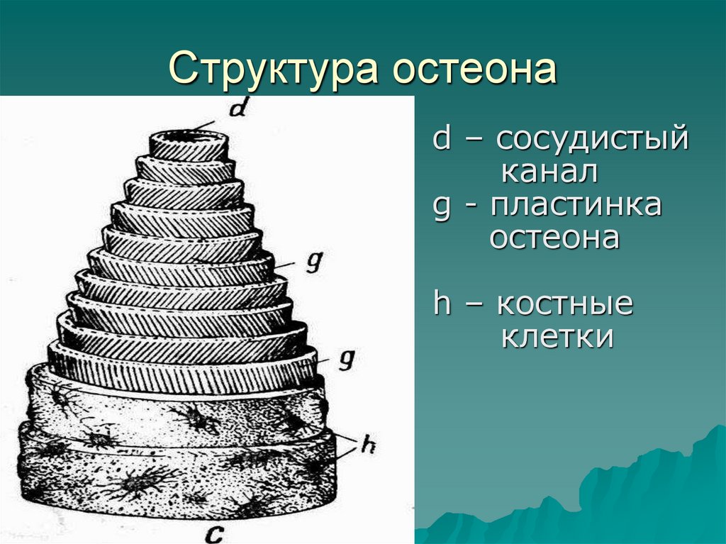 Структура остеона