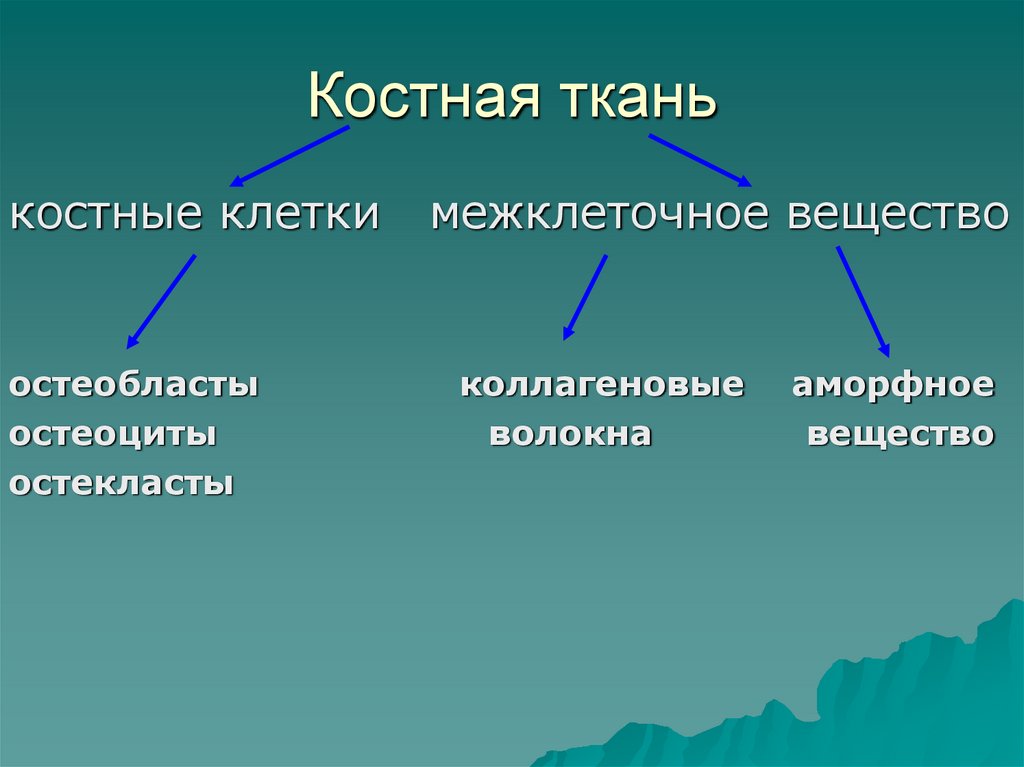 Костная ткань