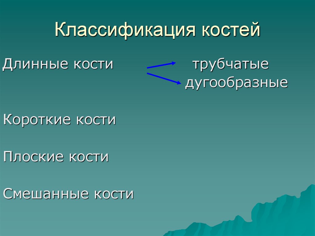 Классификация костей