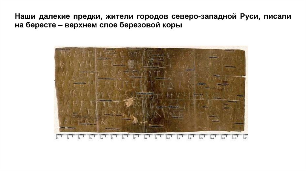 Наши далекие предки, жители городов северо-западной Руси, писали на бересте – верхнем слое березовой коры