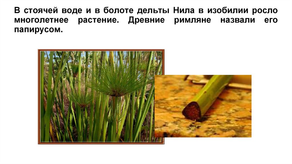 В стоячей воде и в болоте дельты Нила в изобилии росло многолетнее растение. Древние римляне назвали его папирусом.