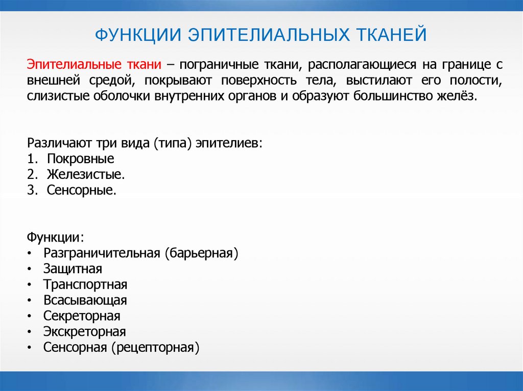 ФУНКЦИИ ЭПИТЕЛИАЛЬНЫХ ТКАНЕЙ