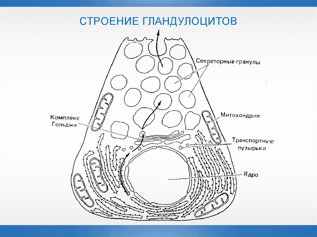 СТРОЕНИЕ ГЛАНДУЛОЦИТОВ