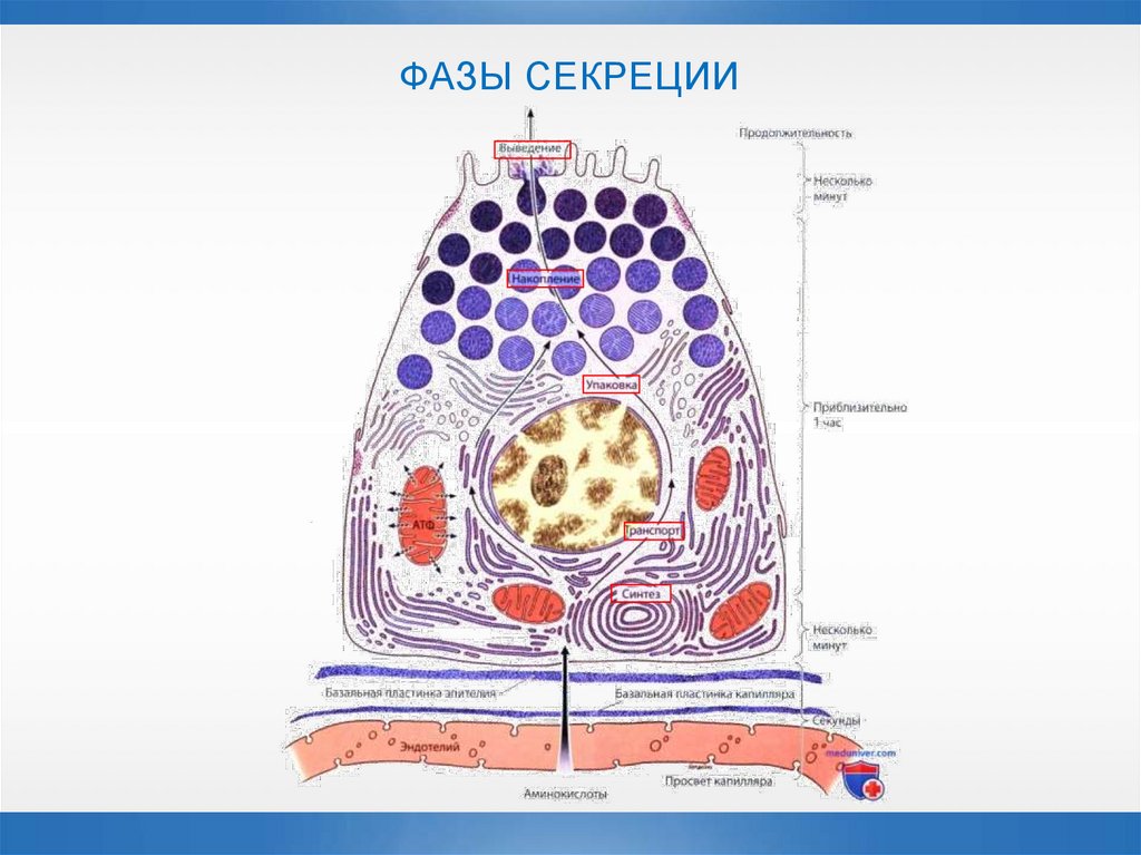 ФАЗЫ СЕКРЕЦИИ