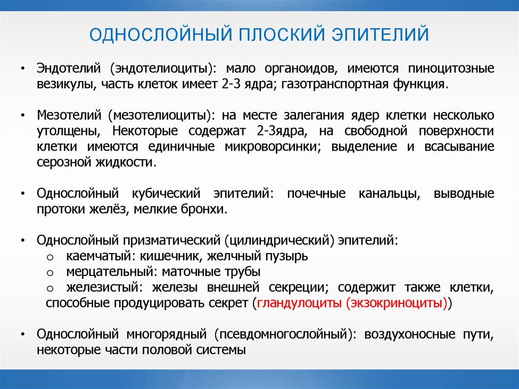 ОДНОСЛОЙНЫЙ ПЛОСКИЙ ЭПИТЕЛИЙ