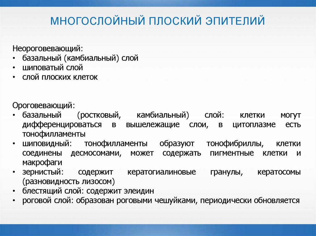 МНОГОСЛОЙНЫЙ ПЛОСКИЙ ЭПИТЕЛИЙ