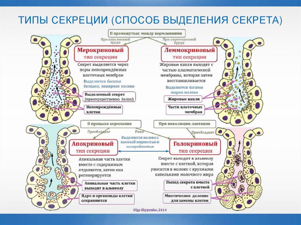 ТИПЫ СЕКРЕЦИИ (СПОСОБ ВЫДЕЛЕНИЯ СЕКРЕТА)