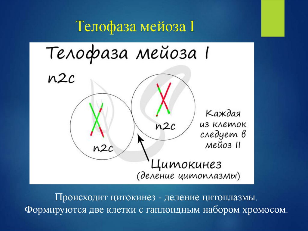 Телофаза мейоза I