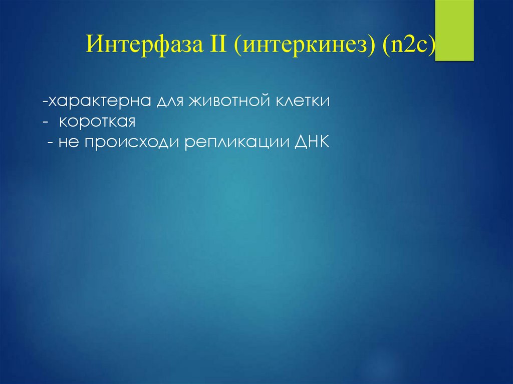 Интерфаза II (интеркинез) (n2c)