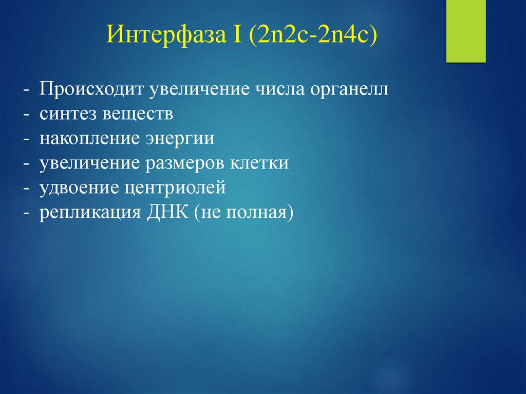 Интерфаза I (2n2c-2n4c)