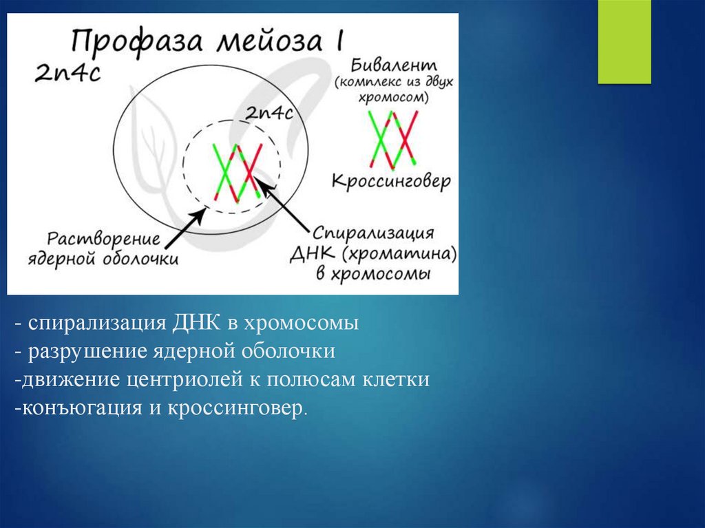 - спирализация ДНК в хромосомы - разрушение ядерной оболочки -движение центриолей к полюсам клетки -конъюгация и кроссинговер.