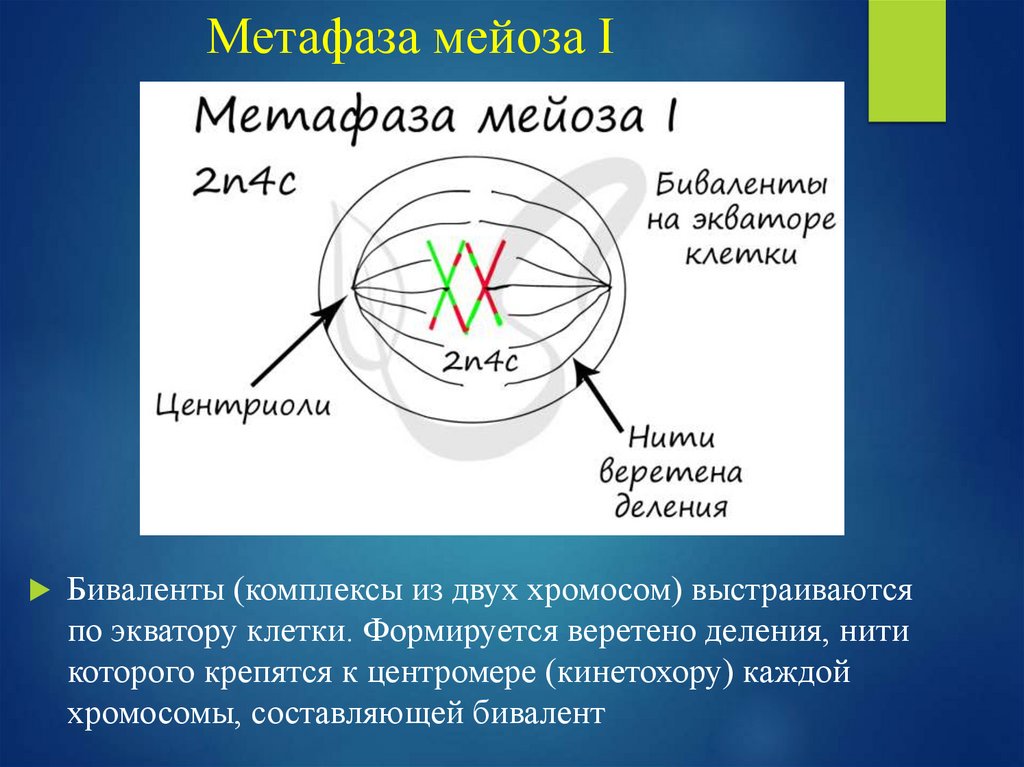 Метафаза мейоза I .