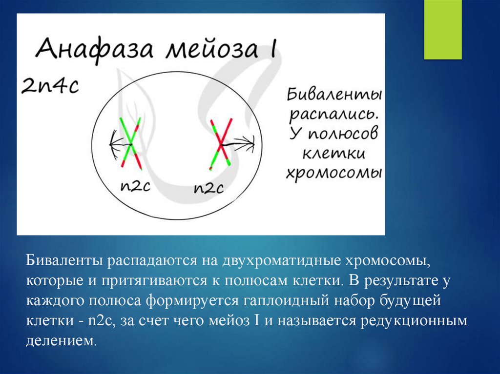 Биваленты распадаются на двухроматидные хромосомы, которые и притягиваются к полюсам клетки. В результате у каждого полюса