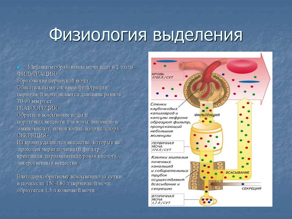 Физиология выделения