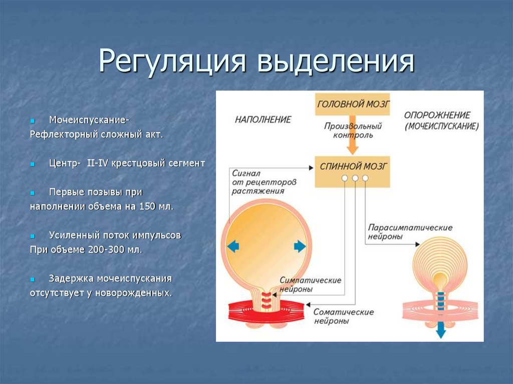 Регуляция выделения