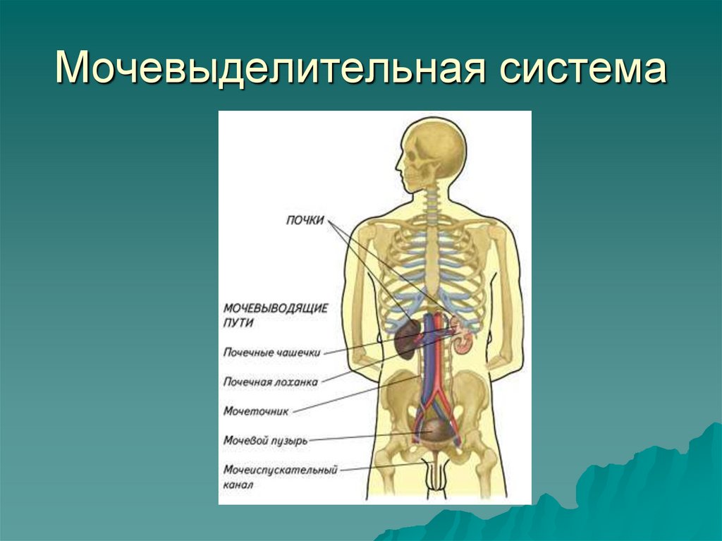 Мочевыделительная система
