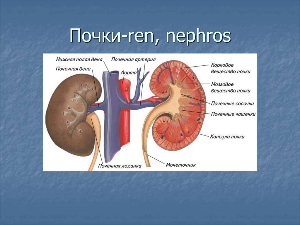 Почки-ren, nephros