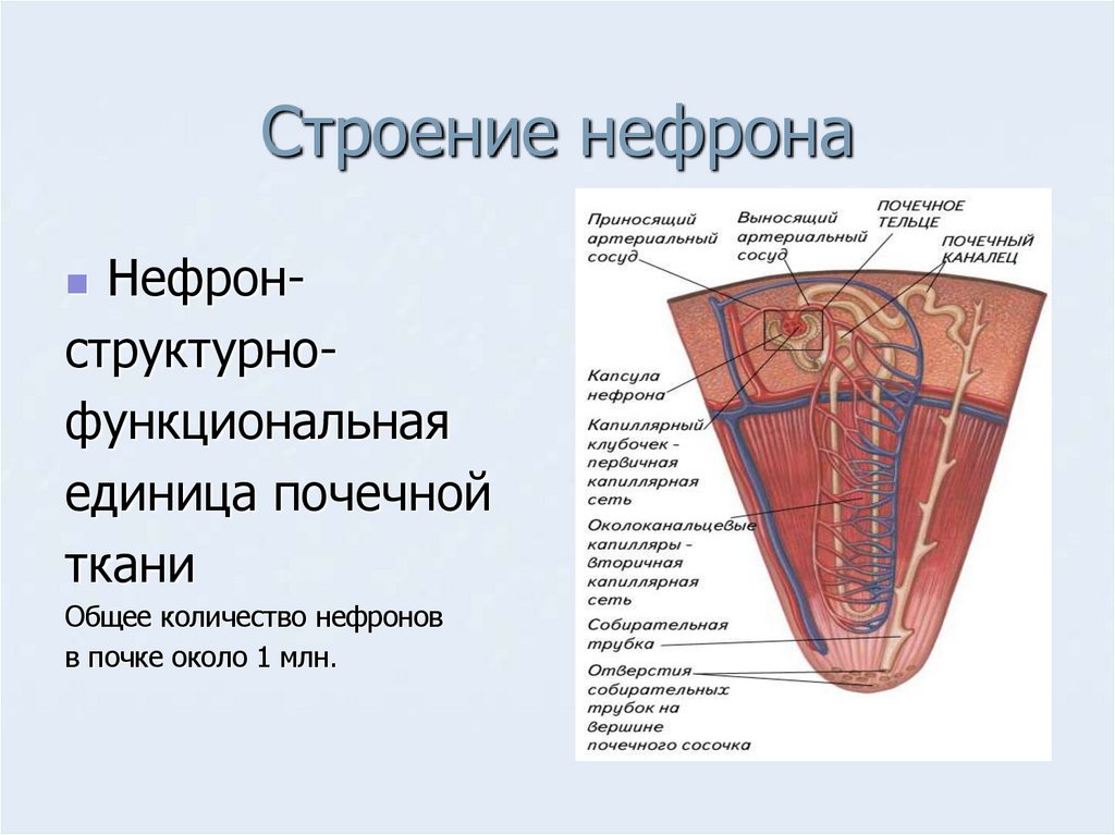 Строение нефрона