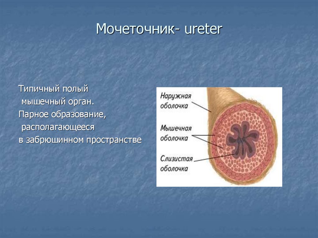 Мочеточник- ureter