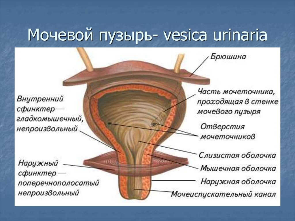 Мочевой пузырь- vesica urinaria