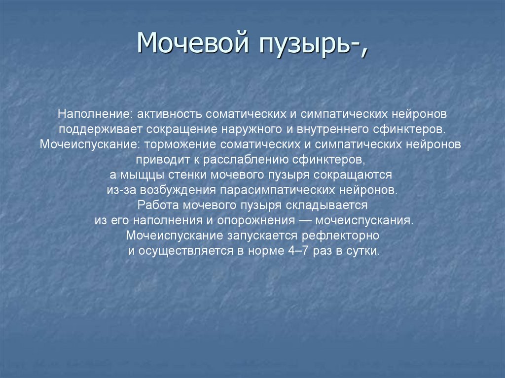 Мочевой пузырь-,