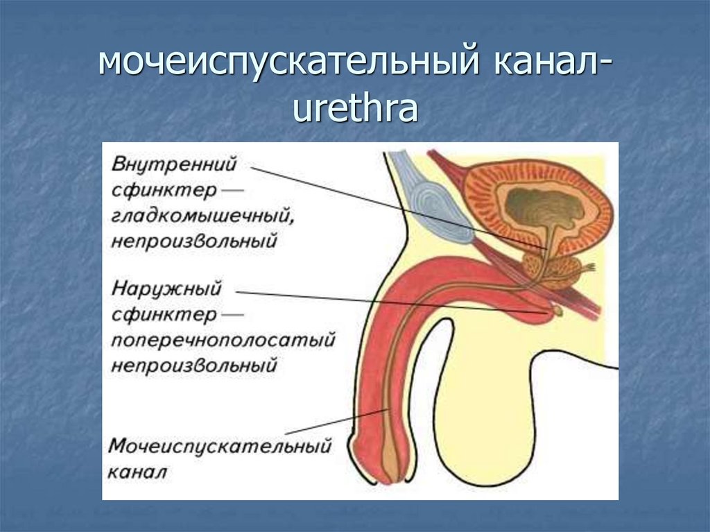 мочеиспускательный канал-urethra