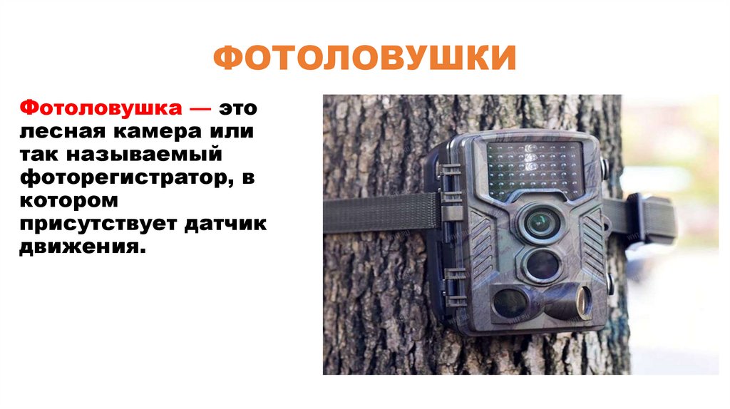 ФОТОЛОВУШКИ