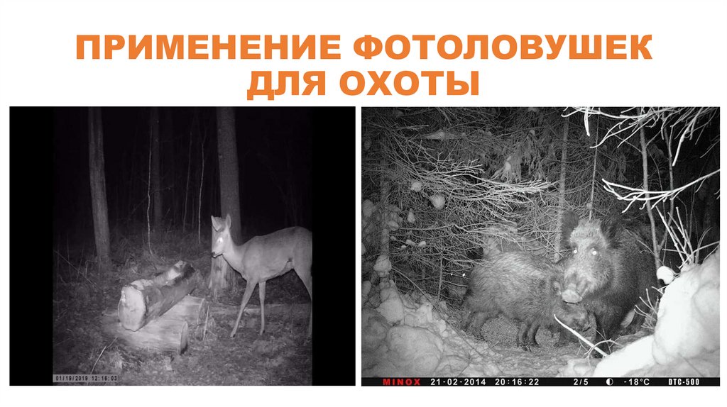 ПРИМЕНЕНИЕ ФОТОЛОВУШЕК ДЛЯ ОХОТЫ